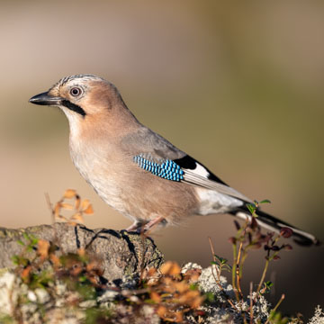 Eurasian Jay