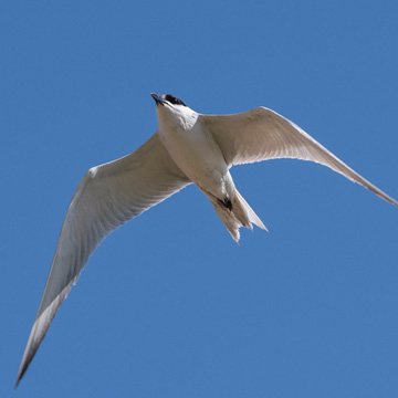 Gull-billed Tern