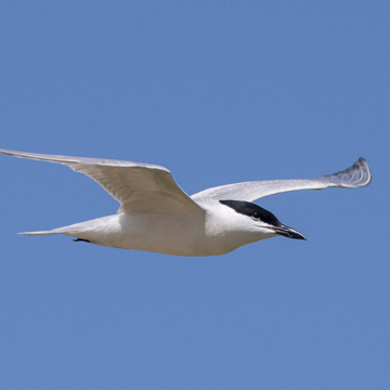 Gull-billed Tern