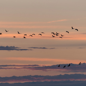 Common Crane