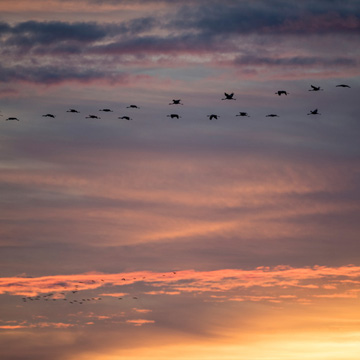 Common Crane