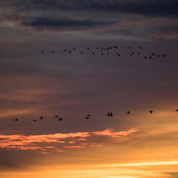 Common Crane