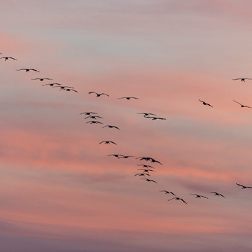 Common Crane