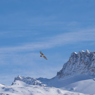 Bearded Vulture