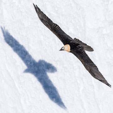 Bearded Vulture