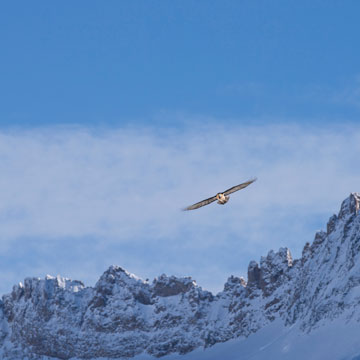 Bearded Vulture