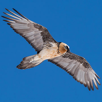 Bearded Vulture