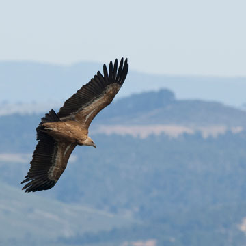 Gänsegeier