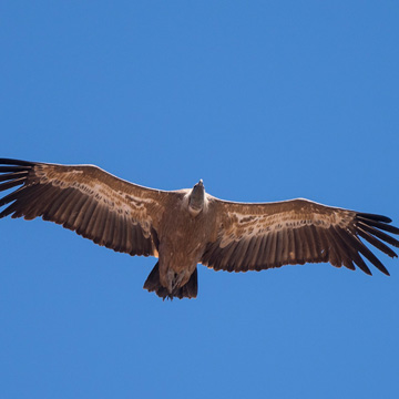 Griffon Vulture