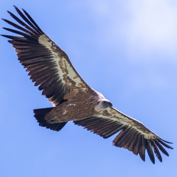 Griffon Vulture