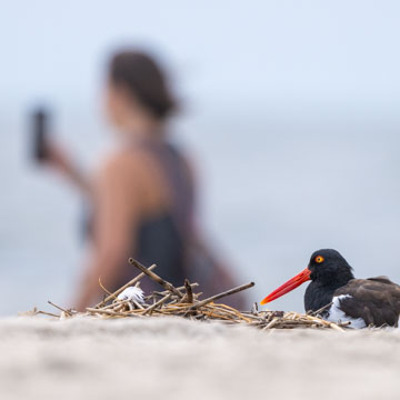 American Oystercatcher