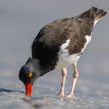 American Oystercatcher