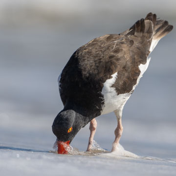 American Oystercatcher