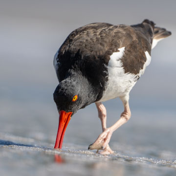 American Oystercatcher