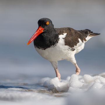 American Oystercatcher