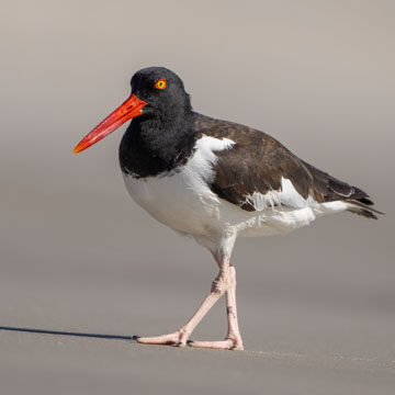 American Oystercatcher