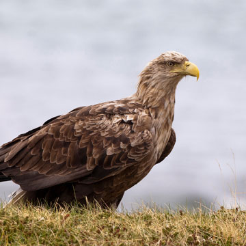 White-tailed Eagle