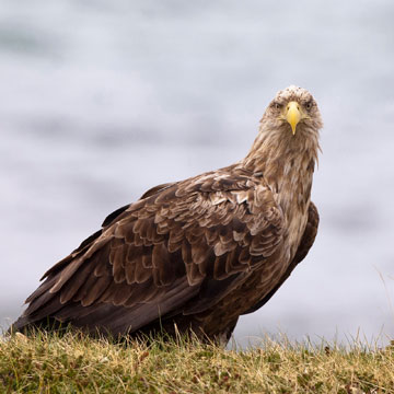 White-tailed Eagle