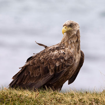 White-tailed Eagle