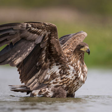 White-tailed Eagle