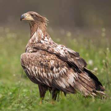 White-tailed Eagle