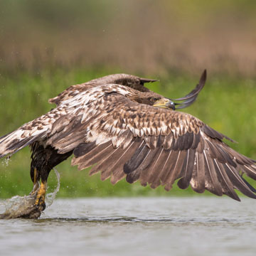 White-tailed Eagle