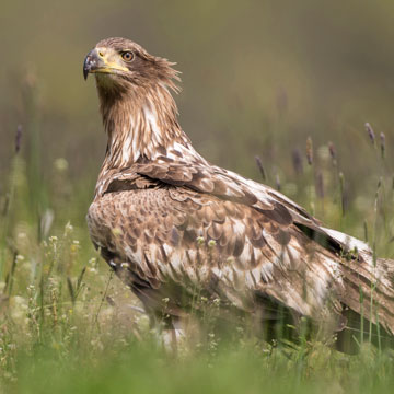 White-tailed Eagle