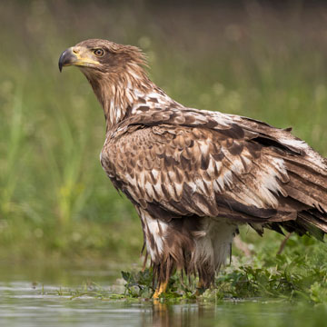 White-tailed Eagle