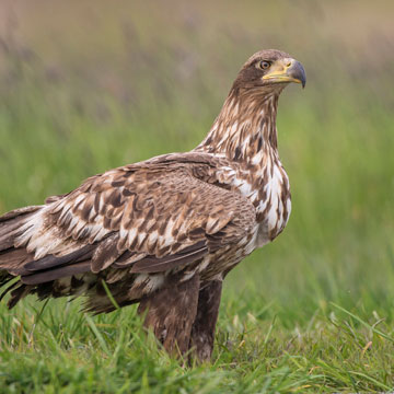 White-tailed Eagle