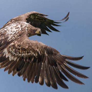 White-tailed Eagle