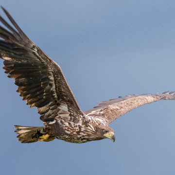 White-tailed Eagle