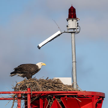 Weisskopf-Seeadler