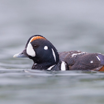 Harlequin Duck