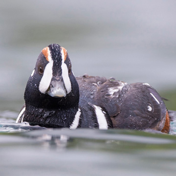 Harlequin Duck