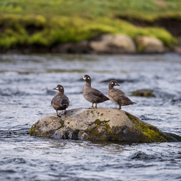 Harlequin Duck