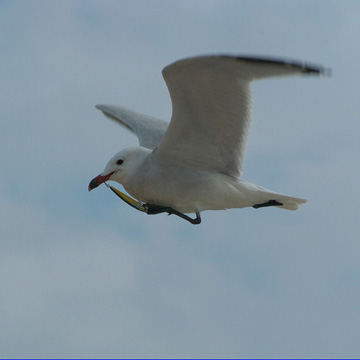 Audouin's Gull