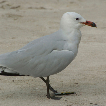 Audouin's Gull