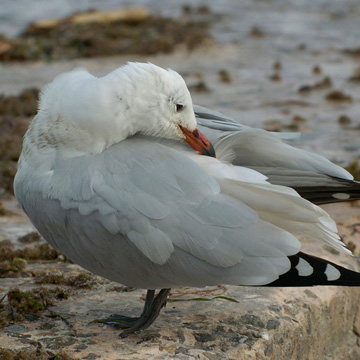 Audouin's Gull