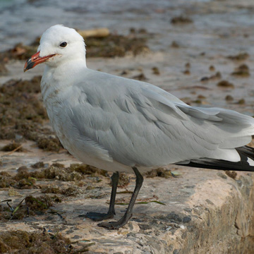 Audouin's Gull