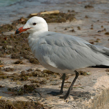 Audouin's Gull