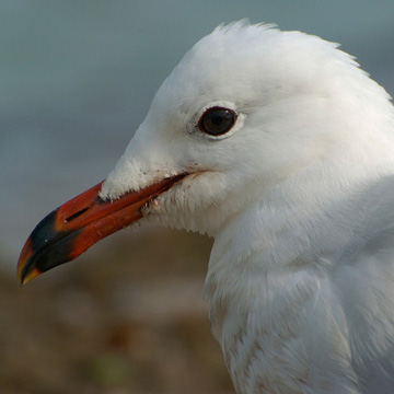 Audouin's Gull