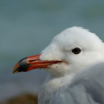 Audouin's Gull