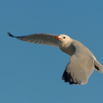 Audouin's Gull