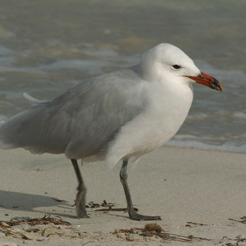 Audouin's Gull