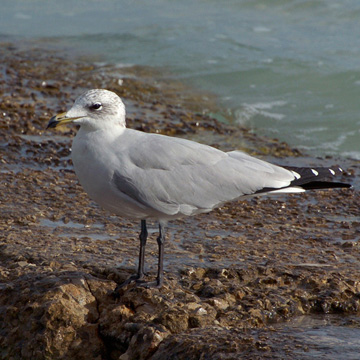 Audouin's Gull