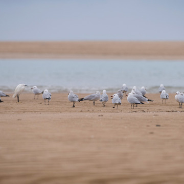 Audouin's Gull