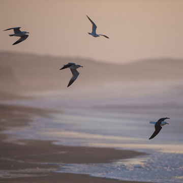 Audouin's Gull