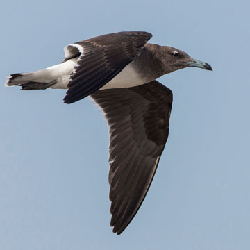 Sooty Gull