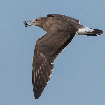 Sooty Gull