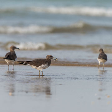 Sooty Gull